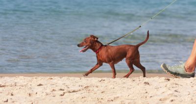 Charities share dog seaside guidance